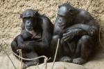 Schimpansenfamilie 3
