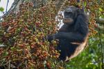 Schimpanse in der Kyamboura Schlucht