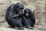 Schimpansenfamilie 2