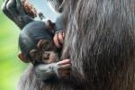 Schimpansenfamilie 5