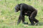 Schimpansenfamilie 8