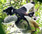 Indri mit Nachwuchs