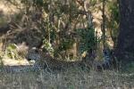 Leopardin mit Jungtier (1)
