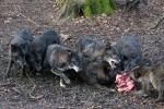Wolfsgehege Kasselburg Timberwölfe reißen sich um Futter 1