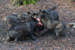 Wolfsgehege Kasselburg Timberwölfe reißen sich um Futter 21