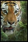Ein Bild von einem Tiger