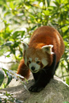 Kleiner roter Panda 3