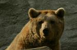 Syrischer Braunbär (Ursos arctos syriacus)