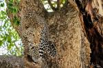 Leopard in Kidepo