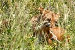 Löwin in Murchison Falls