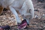 Polarwolfmahlzeit 1