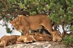 Löwenfamilie in der Serengeti 03