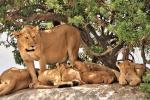 Löwenfamilie in der Serengeti 04
