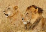 Löwenmännchen in der Masai Mara
