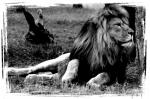 Löwe aus dem Serengetipark