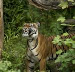 Tiger Zoo Dortmund