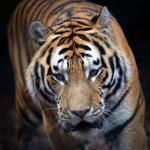 Tiger_edit2