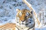 Amurtiger( Sibirischer Tiger)