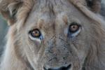 Löwe bei Tau Pan im CKGR, Botsuana