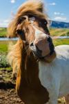 Island-Pferd