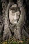 Buddhas Steinkopf im Baum