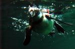 Pinguin, unter Wasser