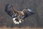 eagle attack 2