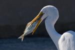Der Silberreiher (Great White Egret) hat sich den Fisch geschnappt