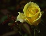 meine gelbe Rose