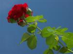 Eine Rose für Moni