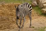 zögerndes Zebra