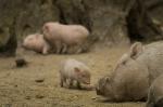 Schweine und die Tiefenschärfe
