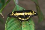 Schwalbenschwanz (Papilio thoas)