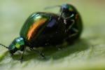 Grüne Sauerampfer-Käfer