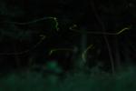 Glühwürmchen (Leuchtkäfer)