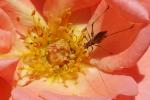 Insekt in Rose