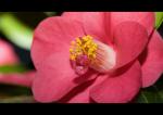 Kamelienblüte 6