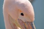 Ein Blick in ein Pelikan-Auge