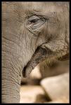 Asiatischer Elefant 1