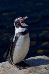 Humboldt-pinguin