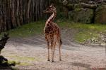 Giraffe mit eleganter Haltung