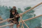Jungschimpanse hängt in den Seilen