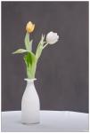 tulipa -1-