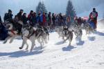 Hundeschlittenrennen Stuten Schwyz