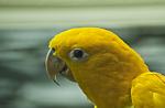 gelber Papagei