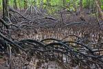Mangroven Wurzeln