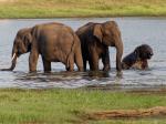 Elefantenfamilie beim Baden