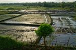 Avonil Resort: Blick auf die Reisfelder