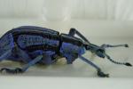 Käfer mit Sony 90 mm bei F16