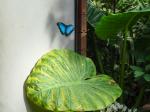 Schmetterlingshaus Hunawihr Soraya 35